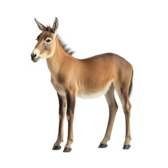 Fototapeta premium Angled view full body shot of extremely perfect looking single Kiang animal isolated on a white transparent background