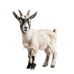 Angled view full body shot of extremely perfect looking single Kinder Goat animal isolated on a white transparent background