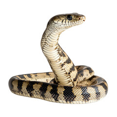 Fototapeta premium Angled view full body shot of extremely perfect looking single King Cobra animal isolated on a white transparent background