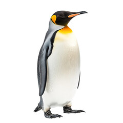 Obraz premium Angled view full body shot of extremely perfect looking single King Penguin animal isolated on a white transparent background