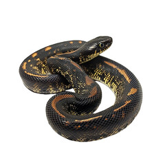 Obraz premium Angled view full body shot of extremely perfect looking single King Rat Snake animal isolated on a white transparent background