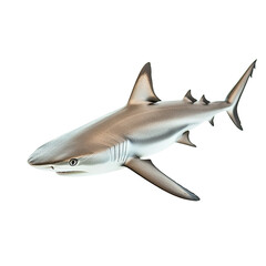 Naklejka premium Angled view full body shot of extremely perfect looking single Kitefin Shark animal isolated on a white transparent background