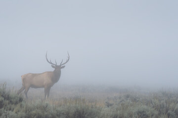 Elk looking out from the morning mist