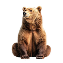 Fototapeta premium Angled view full body shot of extremely perfect looking single Kodiak Bear animal isolated on a white transparent background