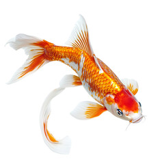 Fototapeta premium Angled view full body shot of extremely perfect looking single Koi Fish animal isolated on a white transparent background