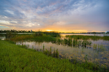 Evening landscape of Florida wetland flora. Lake water in southern tropical swamp at sunset