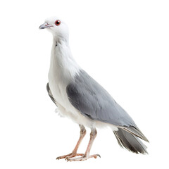 Fototapeta premium Angled view full body shot of extremely perfect looking single Kagu animal isolated on a white transparent background