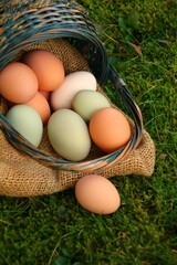 bio eier im korb auf einer wiese