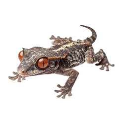 Naklejka premium Angled view full body shot of an extremely perfect looking single Leaf-Tailed Gecko animal isolated on a white transparent background