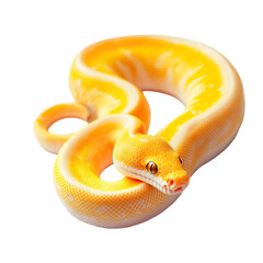 Fototapeta premium Angled view full body shot of an extremely perfect looking single Lemon Blast Ball Python animal isolated on a white transparent background