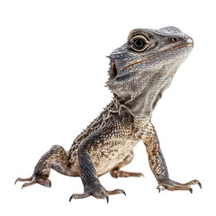 Obraz premium Angled view full body shot of an extremely perfect looking single Livyatan animal isolated on a white transparent background