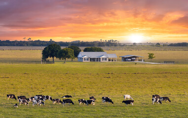 Herd of dairy cattle grazing in pasture field near small farmhouse. Milk cows on green farm...