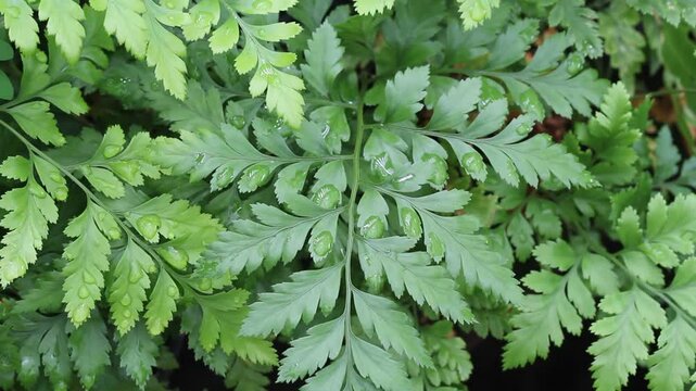 Green fern leaves fronds with water droplets in a garden