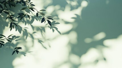 Shadowy leaf silhouettes cast on a pale green wall, creating a textured background.