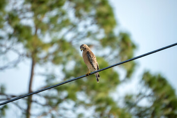 The red-shouldered hawk bird perching on electric cable looking for prey to hunt