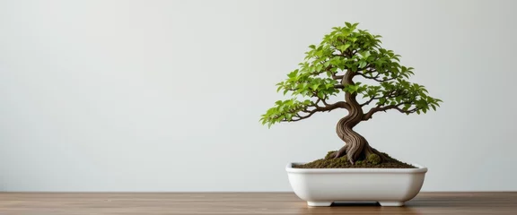 Fototapete Rund Elegant bonsai tree in a shallow pot, a perfect studio image for minimalistic or nature-inspired visuals. © Vancouver