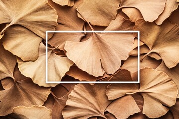 Beige ginkgo biloba leaves background with a white rectangular frame.