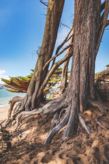 Ancient Trees in Baker Beach San Francisco California