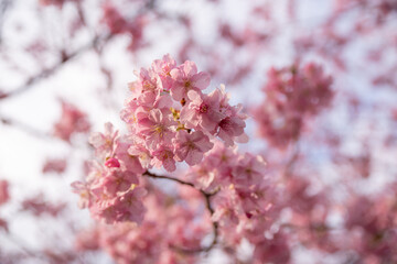 満開に咲く早咲きの河津桜