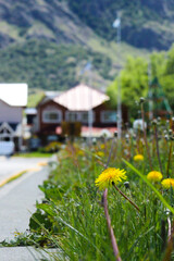 flowers in the garden