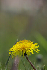 dandelion on a green background