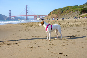 Dog at the Beach and the Golden Gate Bridge  in San Francisco California