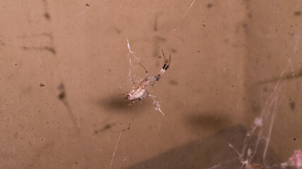 A photograph of a Trichonephila edulis spider.