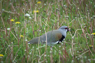 grey crowned heron in the grass