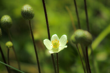White flower on a green field