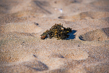 Beach Sand Landscape from Baker Beach 