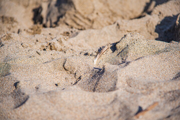 Beach Sand Landscape from Baker Beach 