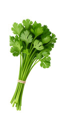  coriander transparent background