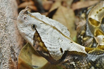 The Gaboon Viper (Bitis gabonica) is a venomous snake native to sub-Saharan Africa