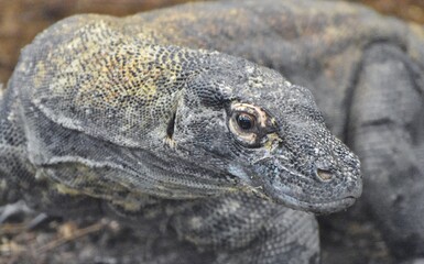 Komodo Dragon (Varanus komodoensis), a large, venomous reptile native to Asia.