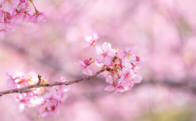 Obraz premium 満開に咲く早咲きの河津桜