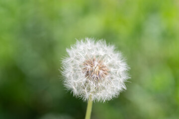 風に揺れるフワフワなタンポポの綿毛