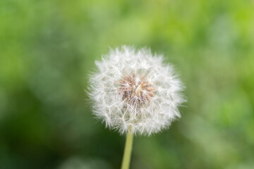 風に揺れるフワフワなタンポポの綿毛