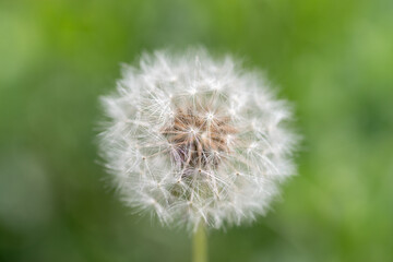 Obraz premium 風に揺れるフワフワなタンポポの綿毛