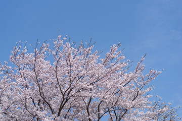 青空と満開の桜