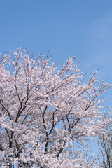 青空と満開の桜