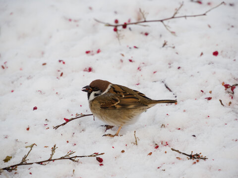 雪の上のスズメ