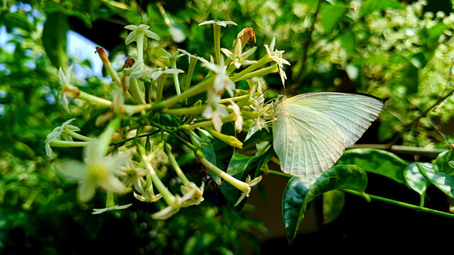 White butterfly looking for honey on cestrum nocturnum flower