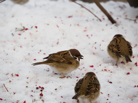 雪の中のスズメたち