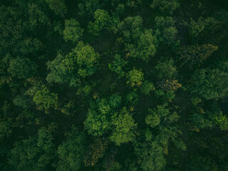 Green mixed deciduous forest with mystical fog, dramatic mood. Aerial top view