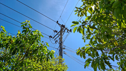 Power lines stretch across a clear blue sky, partially obscured by lush green foliage, illustrating the intersection of nature and modern infrastructure