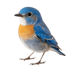 Fototapeta premium Front view full body shot of an extremely perfect looking single Eastern Bluebird bird isolated on a white transparent background