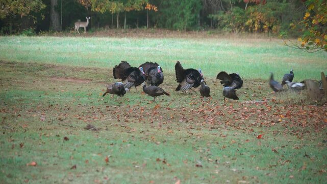 Beautiful, male wild turkeys displaying their feathers to hens in the hope of attracting a mate.