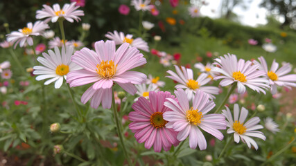 Fototapeta premium Beautiful flowers in the garden