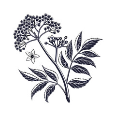 Abstract floral design element white illustration pattern