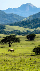 Cow Grazing Serene Mountain Pasture Landscape.
